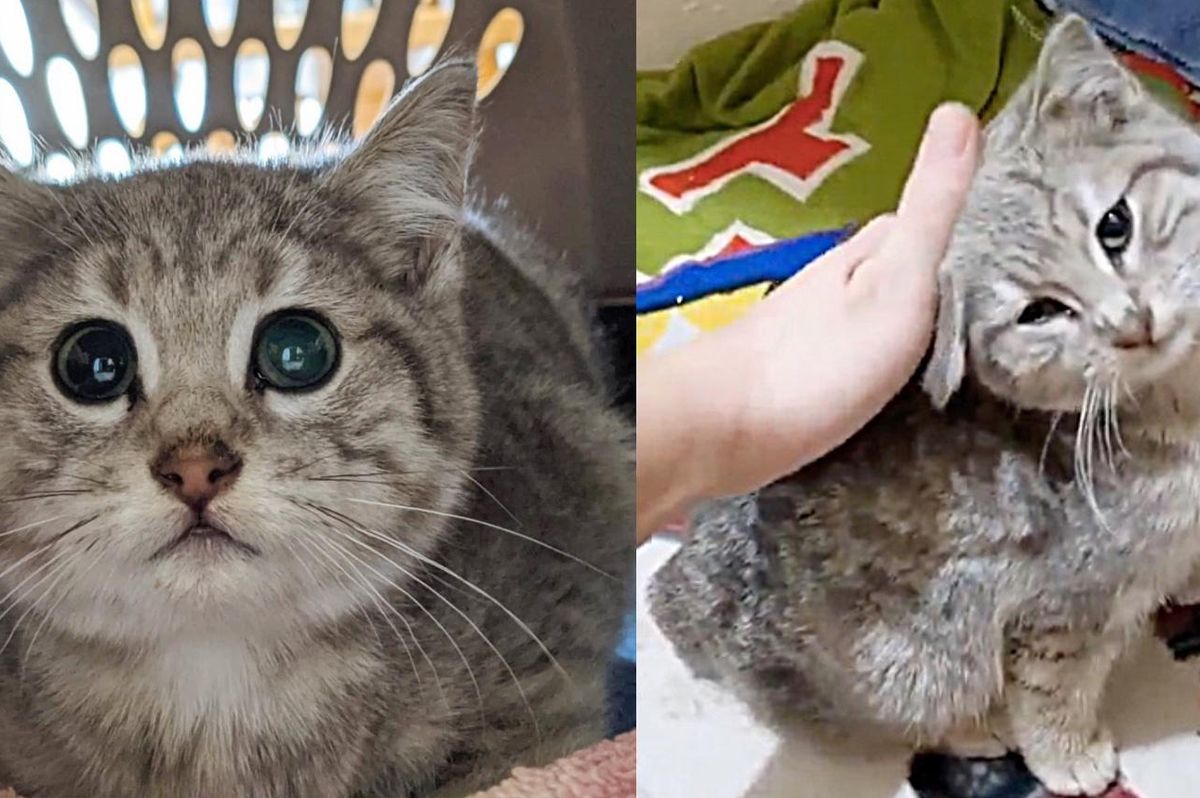 Kitten Found in the Cold at College, is So Happy to Be Warm and Decides to Seek Affection One Day