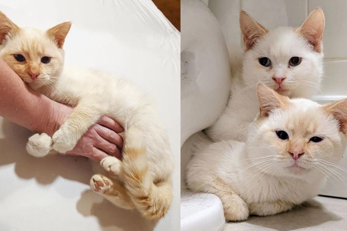 Kittens Who Waited Outside for a Chance at a Warm Home, are So Happy to Be Back Together