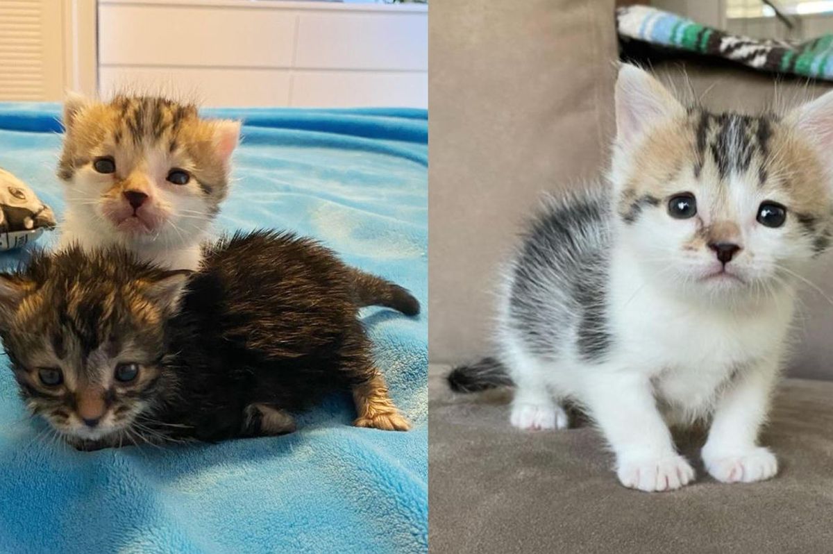 Kittens Cheer Each Other on As They Scoot Their Way to Warm Home