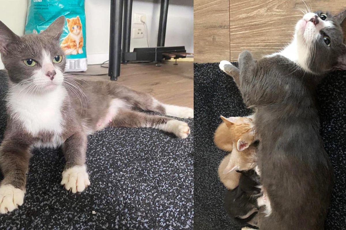 Cat Takes in Kittens That Needed a Mom, and Feels Complete with Them in Her Presence