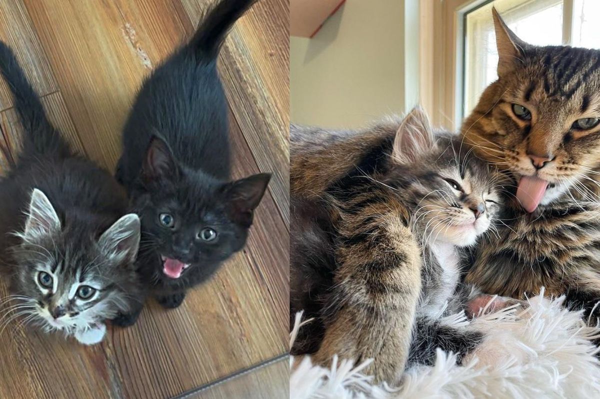 Kittens Who Needed a Lot of TLC, Receive Sweetest Reception from 2 Family Cats
