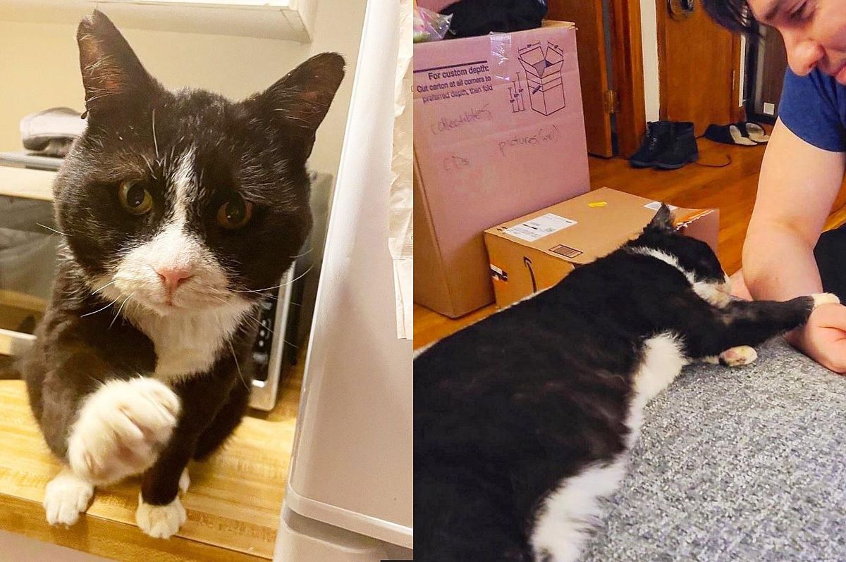 Cat Determined to Never Step Paw Outdoors Again and Holds onto Man Who Helped Him