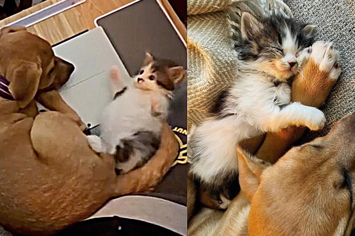 Kitten Found in a Bush, Picks Puppy to Be Her Family and Decides to Adopt Him Herself