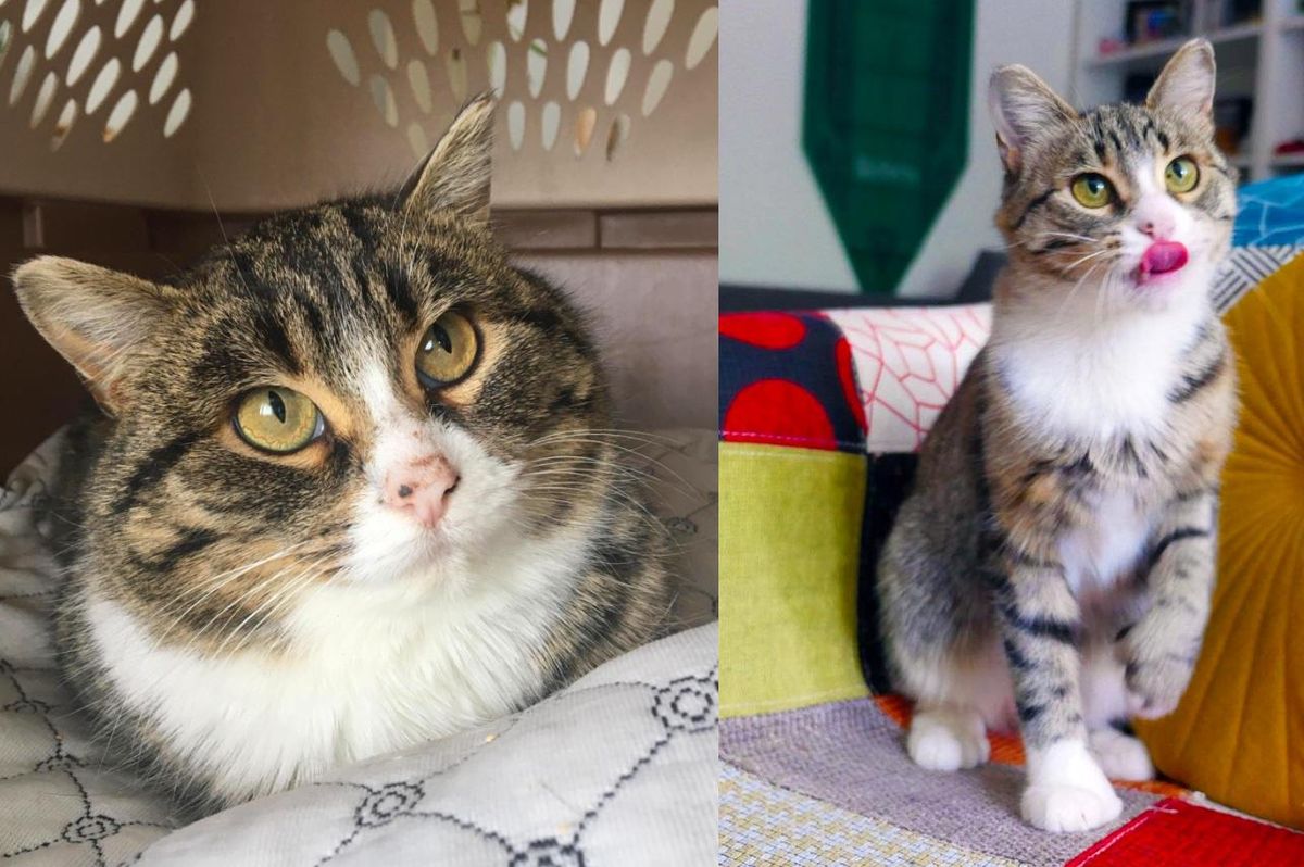 Kitten Who Hides from Everyone, Decides One Day to Accept Help and Stretch Her Big Happy Toes