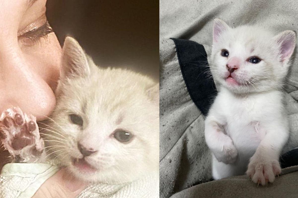 Kitten Shows What a Warrior He is from Being Found Outside as Newborn to Now Living Best Life