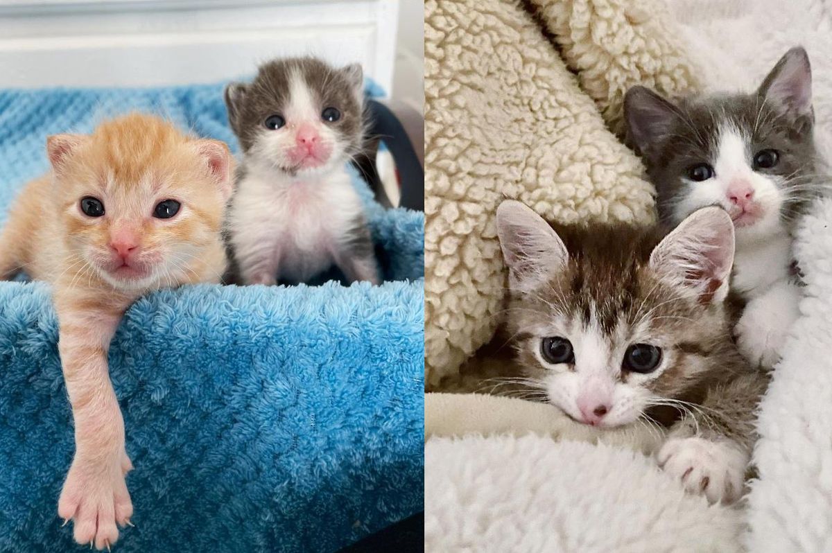 Kitten Catches Up to Her Littermates with Her Fierce Will Despite All the Challenges