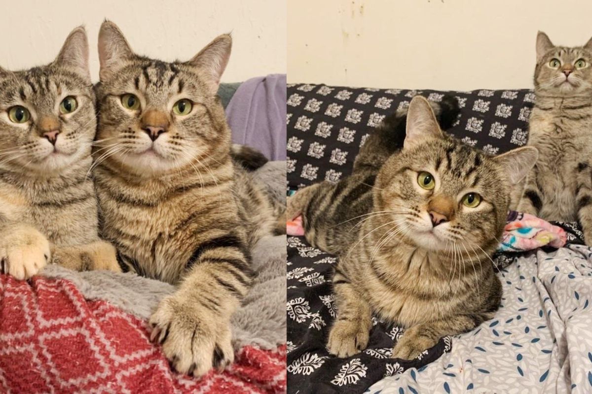 Cats with Wobbly Feet Waited Nearly a Year for a Home of Their Dreams Together