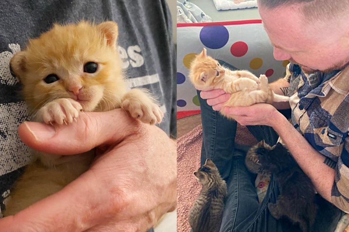 Kittens Find Family to Help Them and Decide to Nap on Every Lap They Come Across