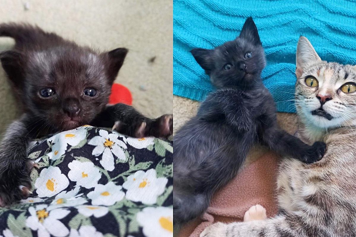 Kitten Arrives as Orphan Eager for Warmth, and Finds Cat Who Doesn't Hesitate to Take Him in