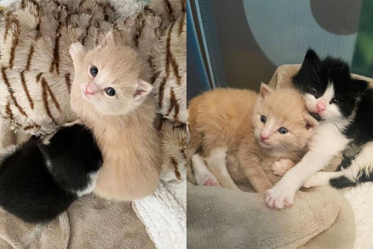 Kitten Longing for a Friend Until Another Cat Shows Up One Day, Showering Him with Hugs