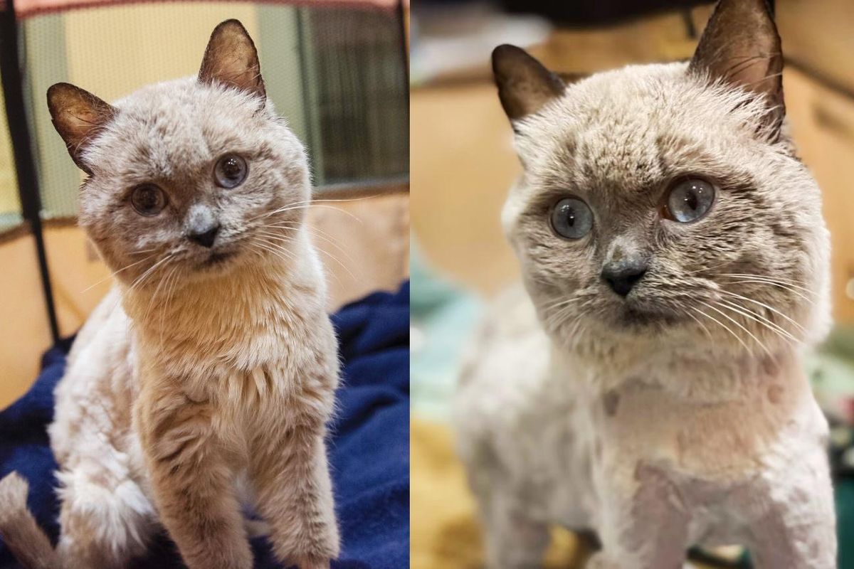 Cat With Personality of a Teddy is So Happy to Have the Perfect Place to Help Him Live Best Life