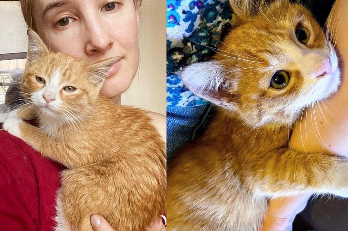 Kitten Found Behind Laundromat, Shyest of His Litter, Turns Out to Be Quite the Hugger
