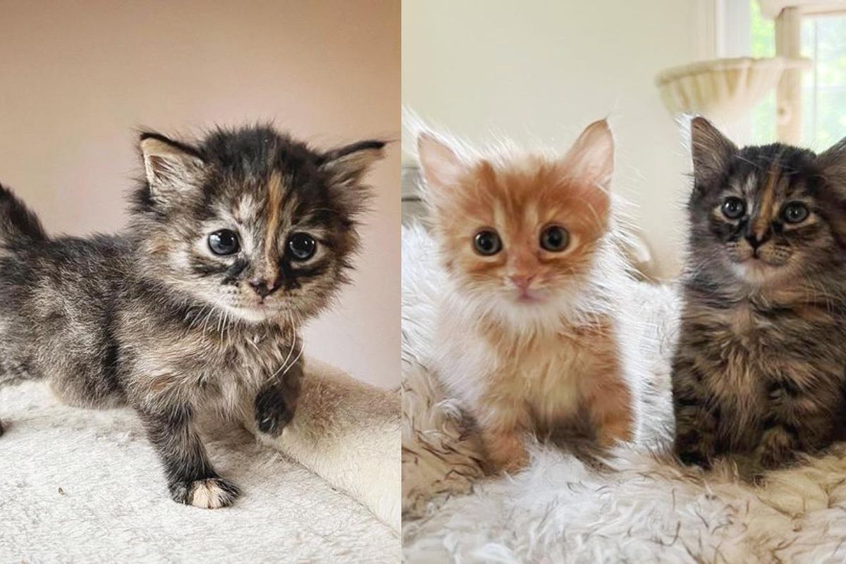 Kitten with Loud Voice Crosses Paths with Lone Tabby and Decides They Will Have Each Other for Life