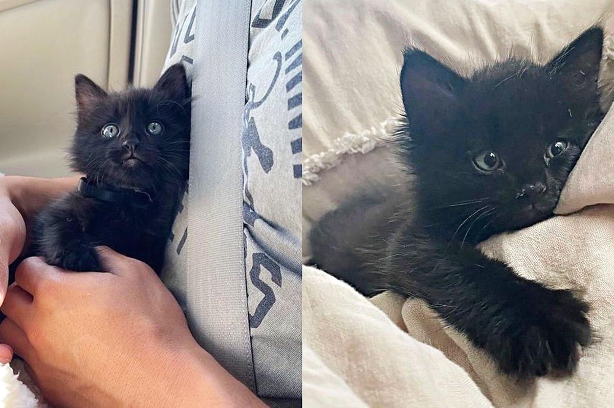 Kitten Spotted in Office Building Warms Up to People and Decides to Trust and Purr