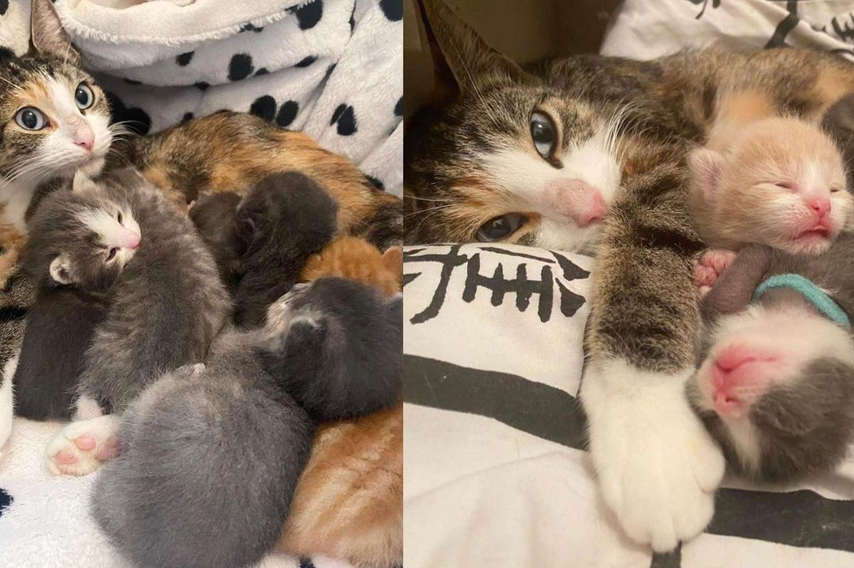 Cat Who Needed a Haven for Her Kittens, is Delighted to Be Inside a Home and Get Some Much-needed Help