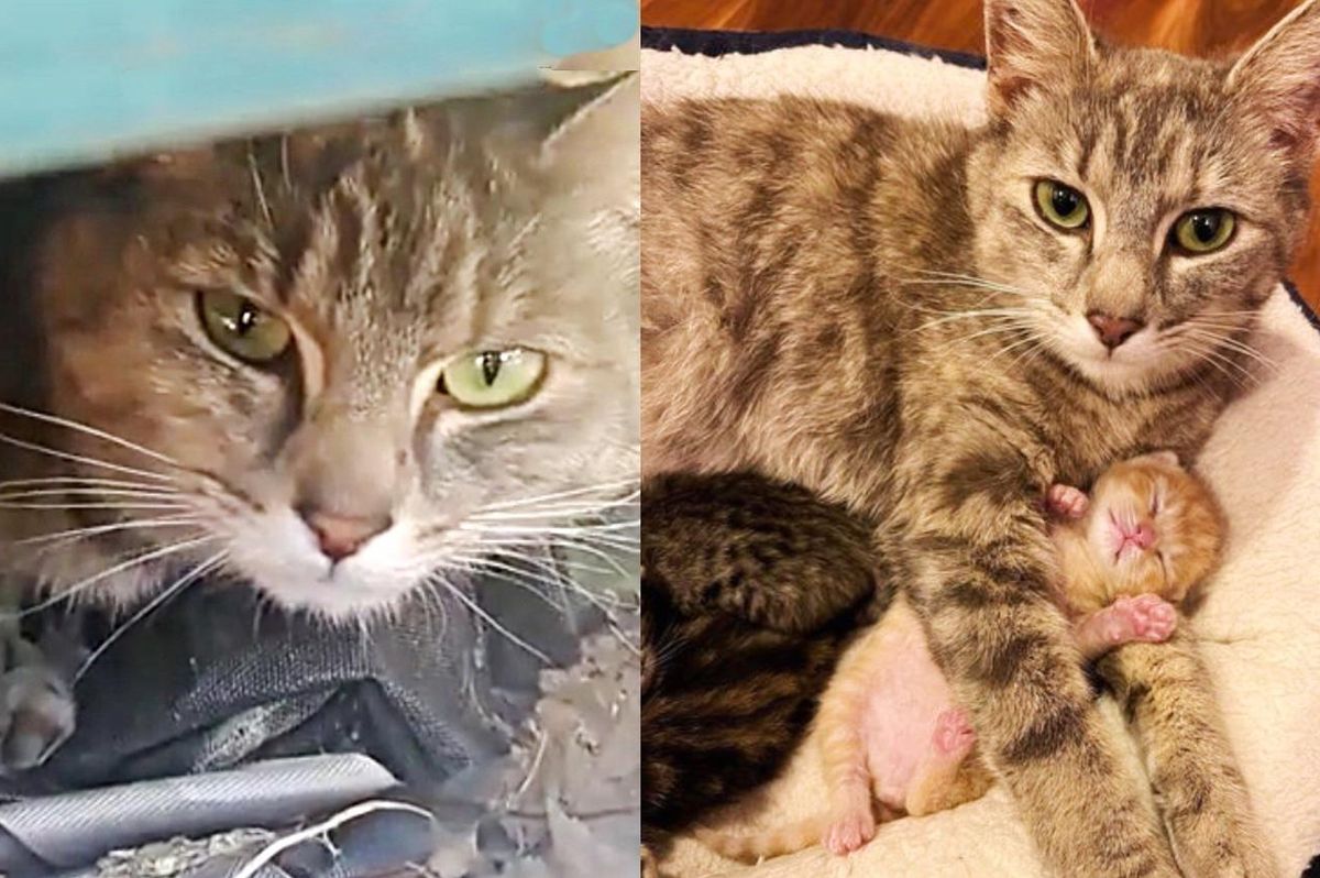 Cat Keeps Her Kittens Under a Trunk from the Rain Until They are Found and Taken into Warm Home