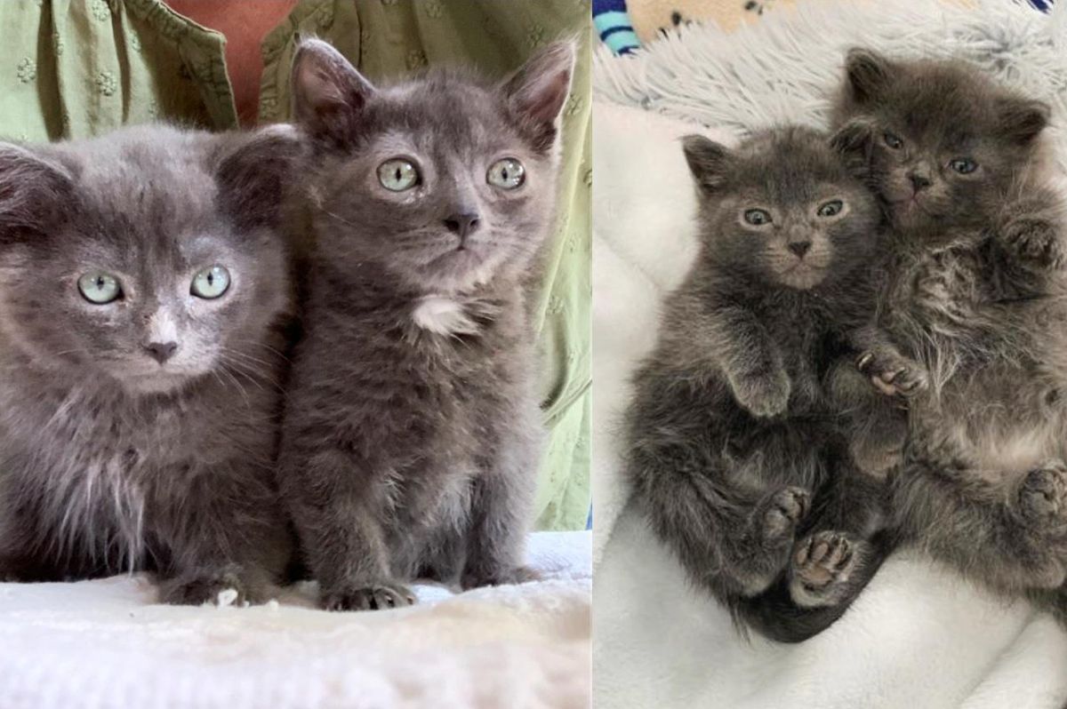 Kittens So Small and Brave Decide to Grow Strong Together as They Journey Their Way to Good Home