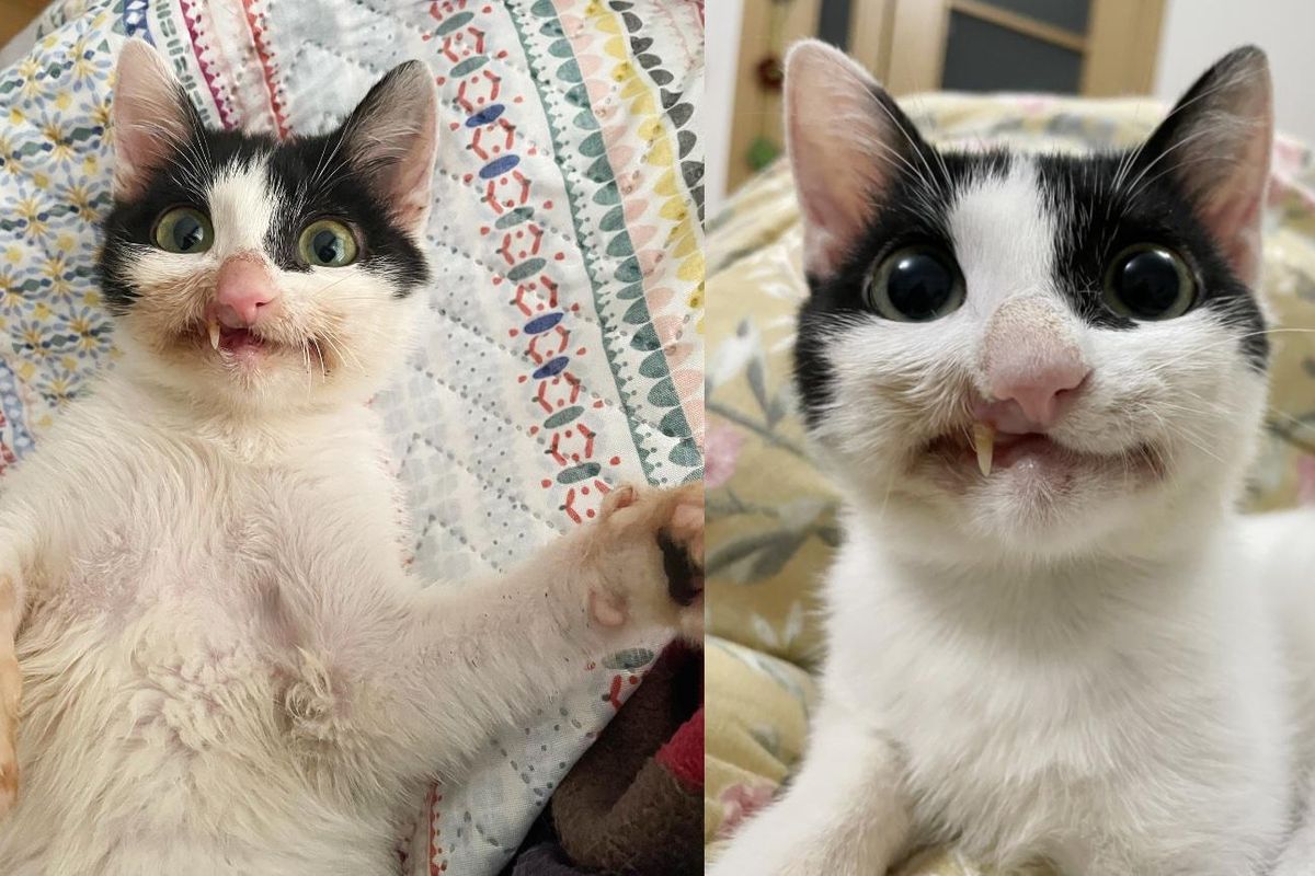 Woman Gives Stray Kitten a Chance at a Full Life, Who Now Wears a Crooked Yet Gorgeous Smile Every Day