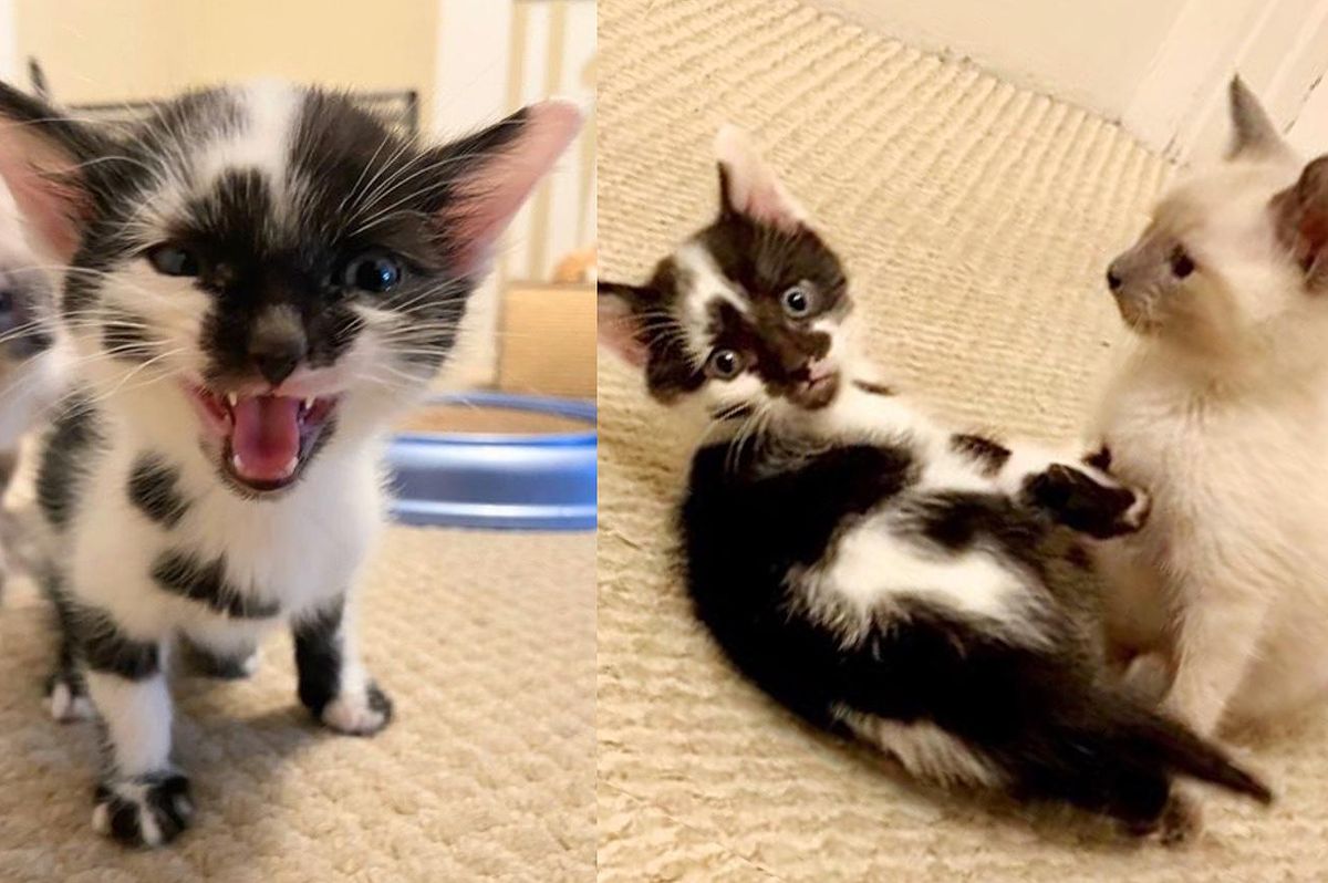 Kittens Wobble Everywhere They Go and Don't Let Anything Stop Them from Having Fun