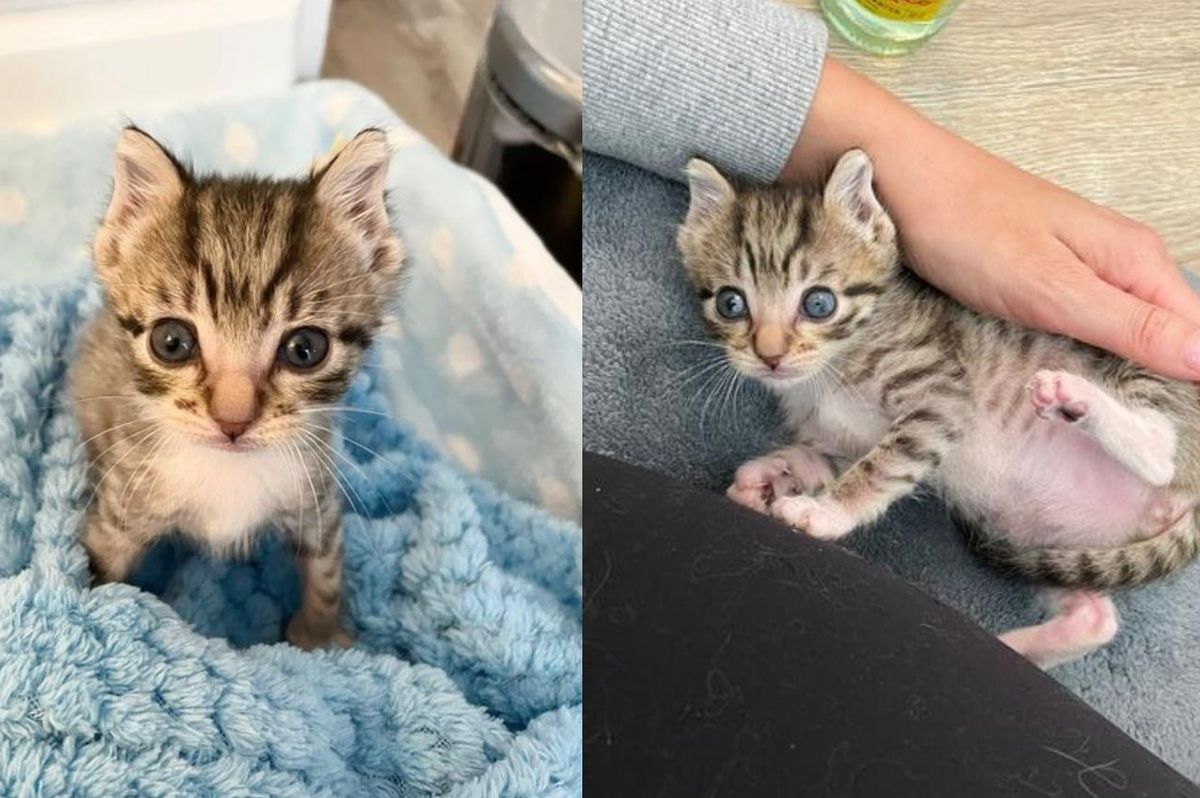 Kitten with 'Elf Ears' Has a Full Belly for the First Time and Turns into Happiest Tiny Cat