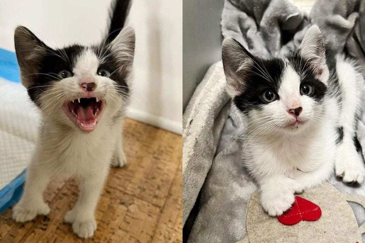 Kitten with Thumbs Found in Sedan at Fire House Asks for Affection When He Realizes He's Safe