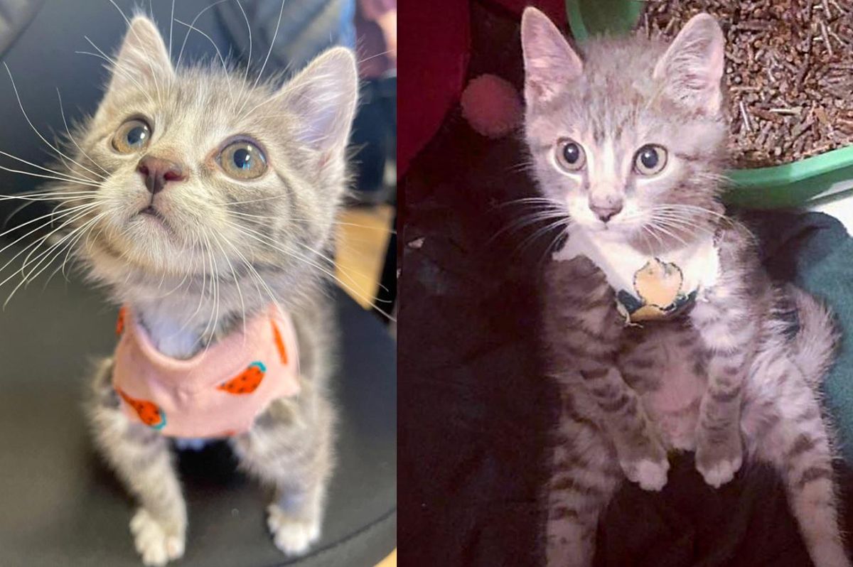 Kitten Who Wears Tiny Vest to Protect His Chest, Makes Great Strides and Finds Cat To Spend His Life with