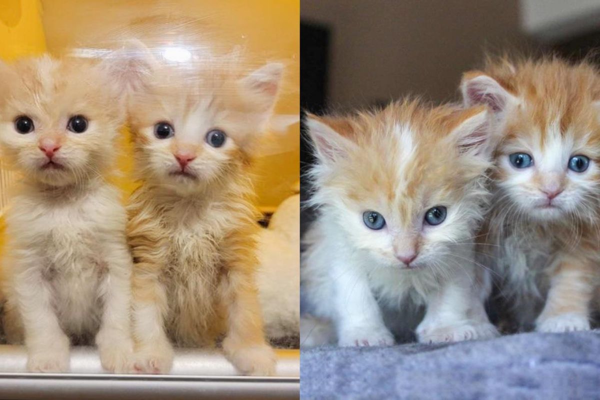 Kittens Born Days Apart So Happy to Be Back Together and Won't Let Each Other Out of Sight