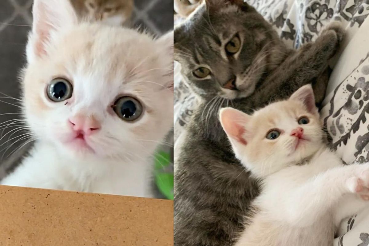 Kitten Who was Spotted Outside an Office, Comes Wobbling to a Cat and Decides He Will Help Raise Him