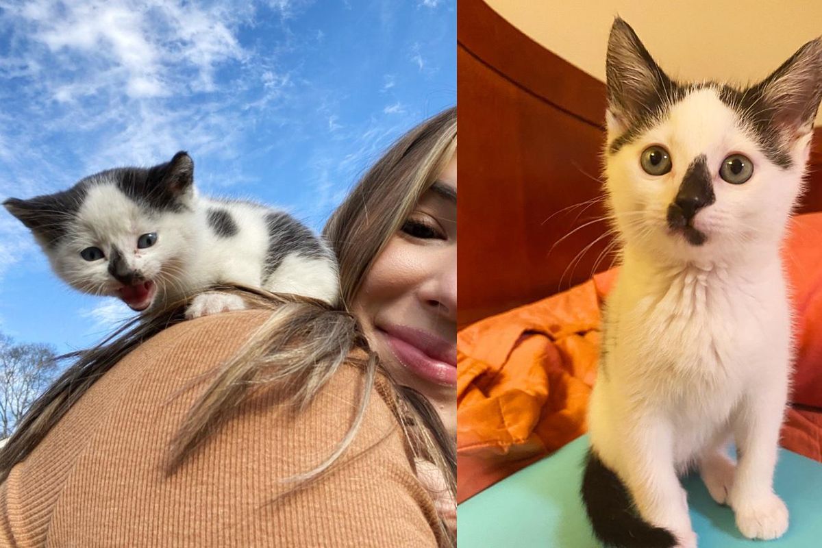 Kitten Found Running Around in a Garage, Decides to Tuck Himself into Woman's Neck and Begin to Trust