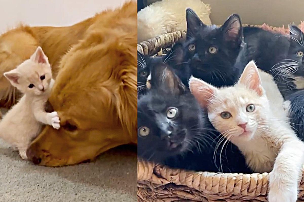 Kitten is So Eager for Attention She Starts Hugging Every Cat and Dog She Comes Across