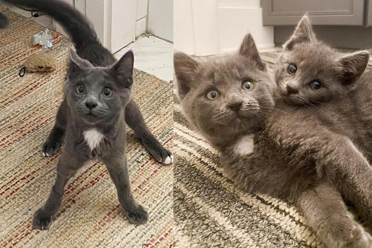 Kittens Born Outside with Wobbly Feet, Nestle into Woman and Try to Win Her Over