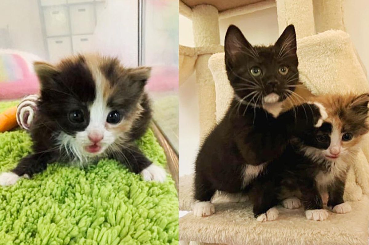 Tiny Kitten Who Has a Lot to Say, Comes Up to Another Kitten and Decides They Will Never Be Apart