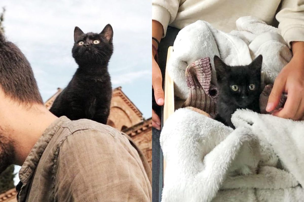 Kitten Comes Running to Traveling Couple and Hops into Their Arms, She Won't Let Them Leave Her