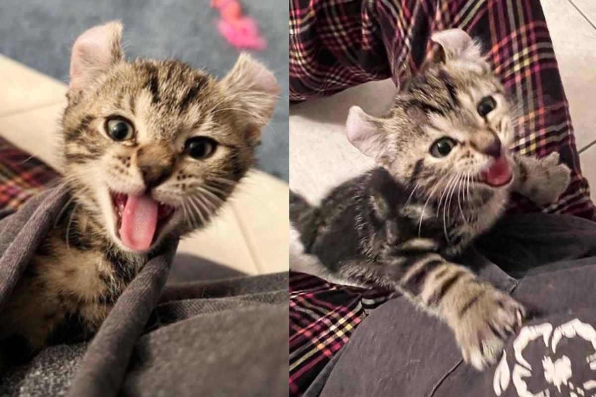 Kitten Climbs Up His People for Taking Him in, Talks Up a Storm, and Immediately Takes to Their Cats
