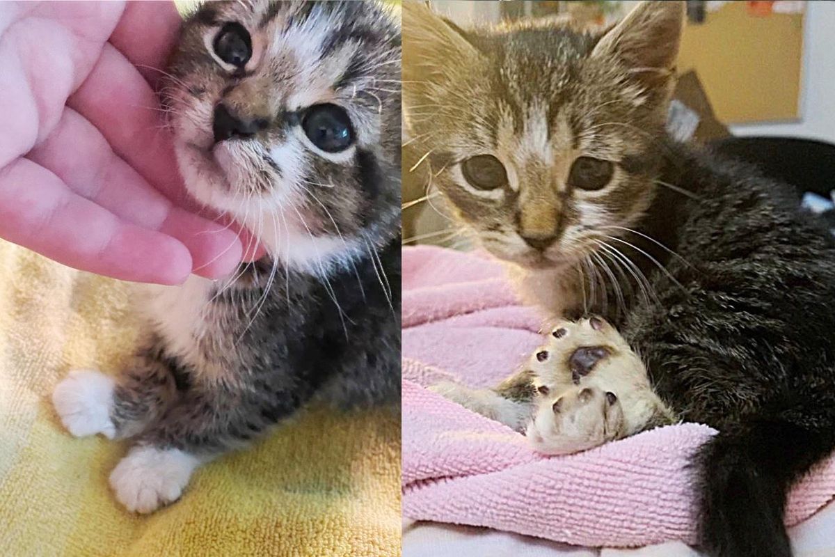 Kitten Melts into the Person Who Took Him in, and Starts Wriggling Around Happily with His Twisted Feet