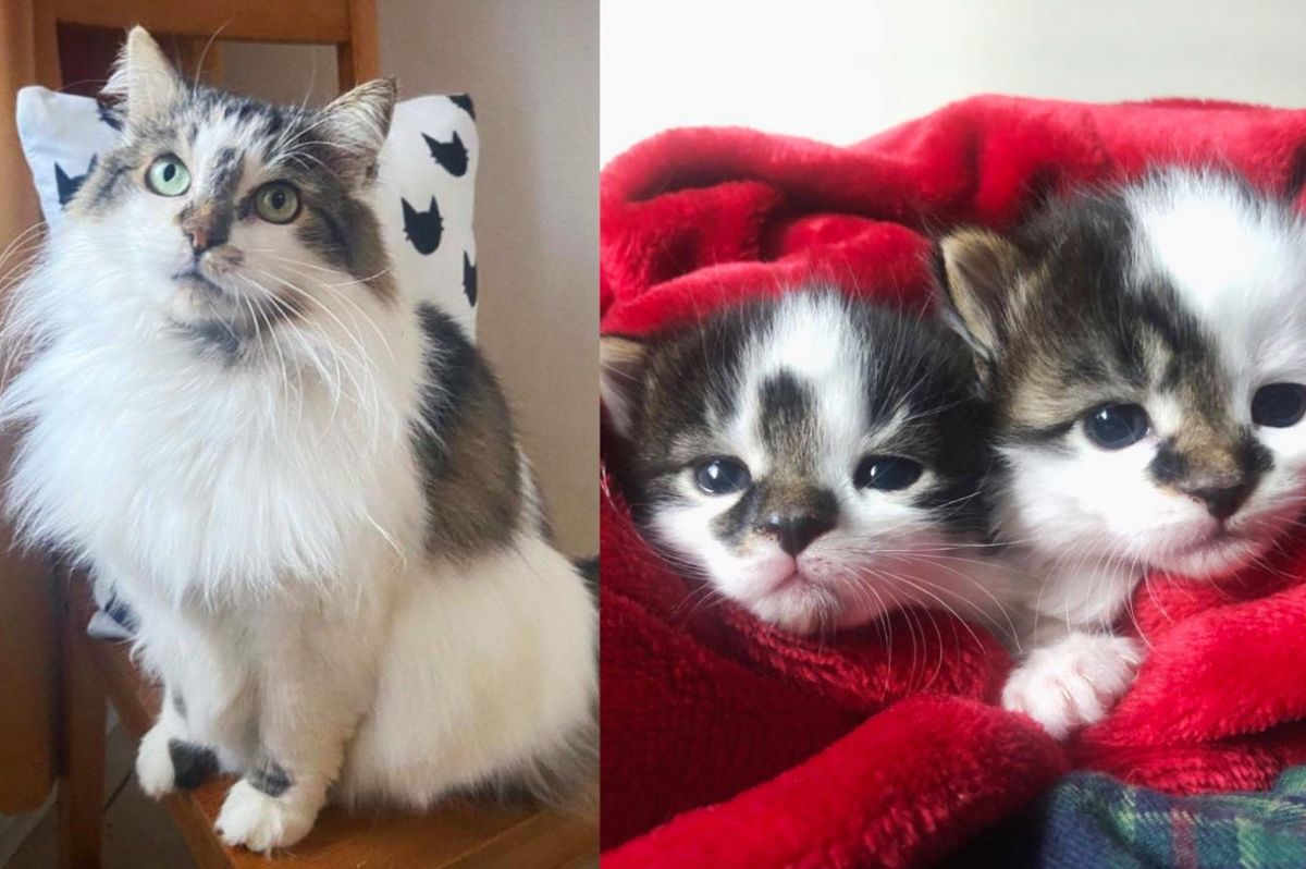 Cat Finds Comfy Place After Roaming Outside for Years, She Has 2 Kittens that No One Expected