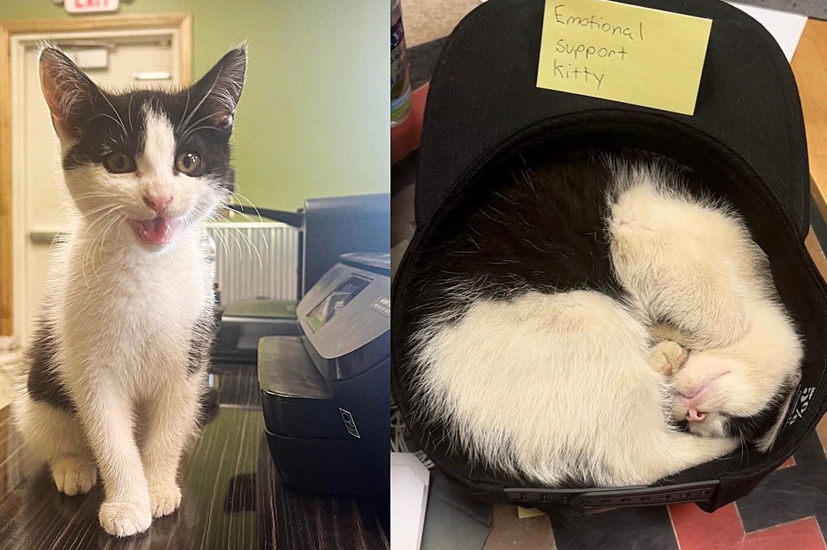 Two Brothers Go for a Jog but End Up Finding a Kitten Who Follows Them to Work