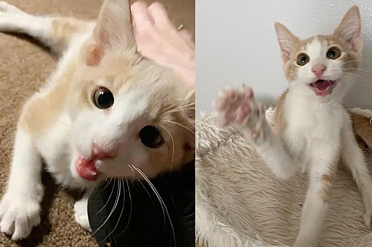 Kitten with Happiest 'Smile' Wobbles into Arms of a Shelter Employee and Determined to Go Home with Her