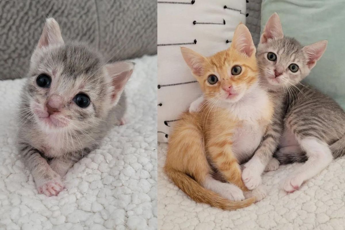 Kitten Decides to Accept Another Cat Found Outside, Not Knowing They Needed Each Other