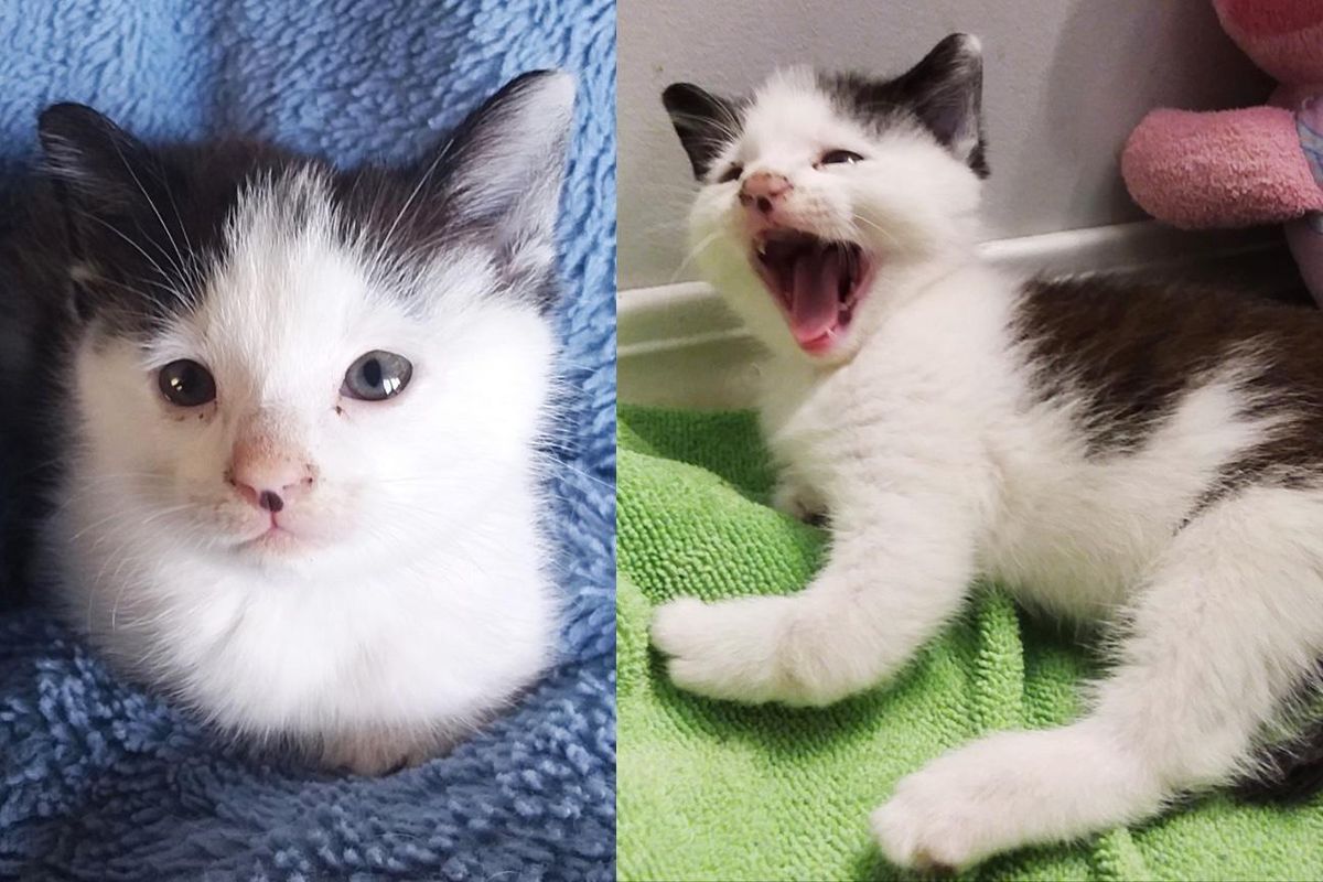 Kitten 'Roars' His Way Out of the Outdoors, Now Zooms and Jumps Around with His Twisted Limbs