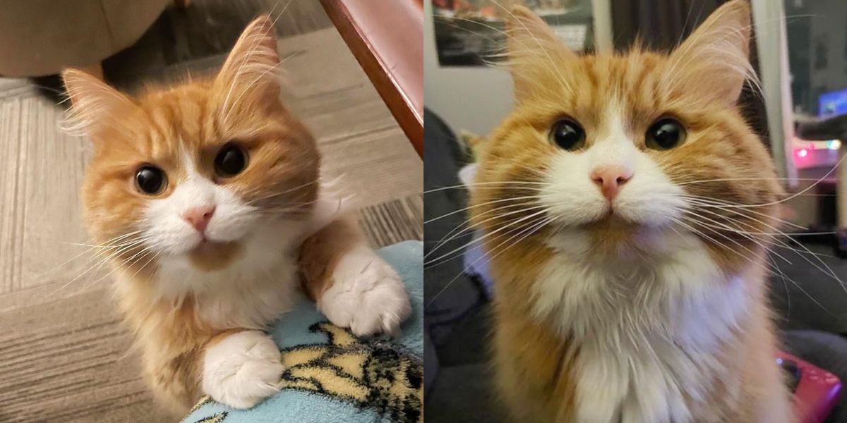 Timid Kitty Woman Gives a Timid Kitten a Home, He Transforms into the Happiest ...