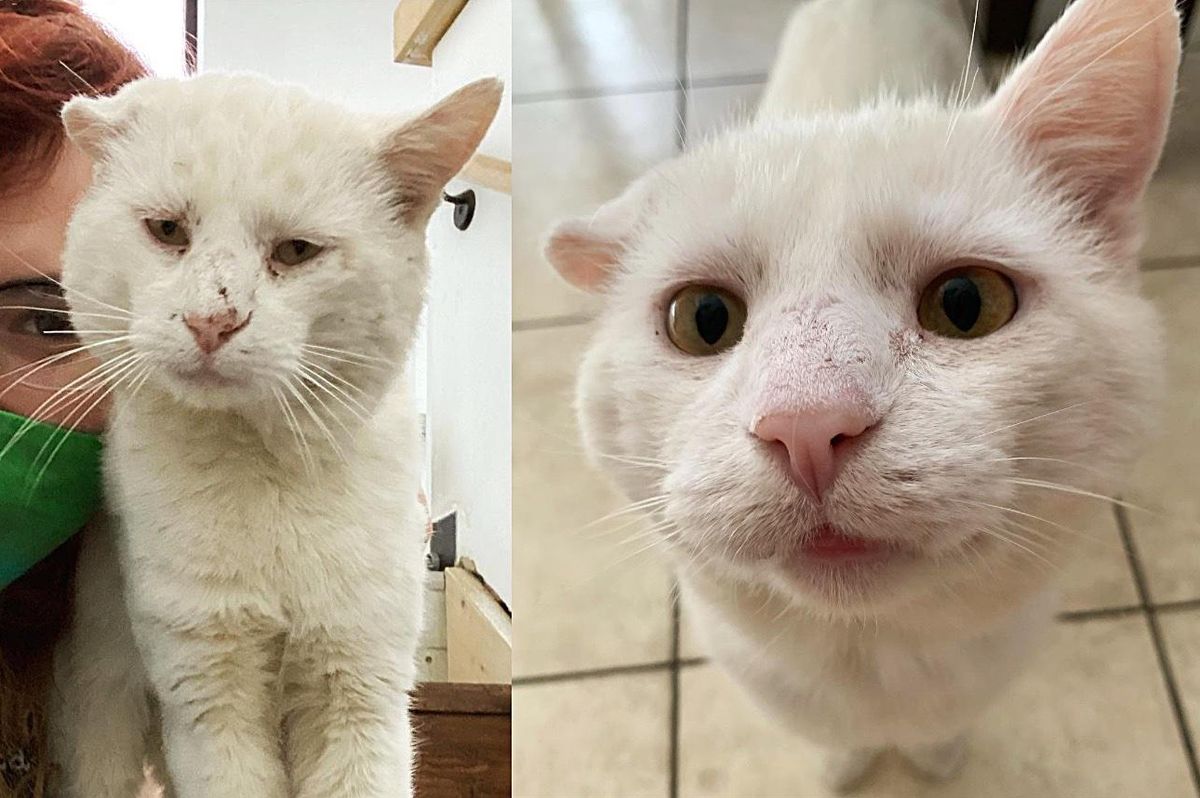 Cat Crawls into Woman's Lap and Decides to Choose Her After He's Roamed Outside for a Long Time