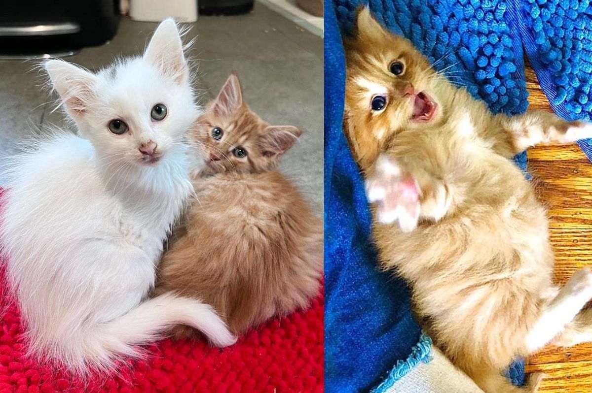 Kittens from Different Litters Didn't Know They Needed Each Other Until Woman Seeks to Adopt Them