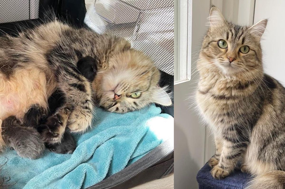 Cat Left Behind Outside, is Scooped Up by Kind People, Turns Out, They Rescue Her Kittens too