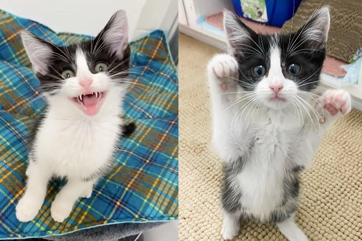 Kitten Chatters and Chirps with Everyone, Hoping to Find a Place of Her Own