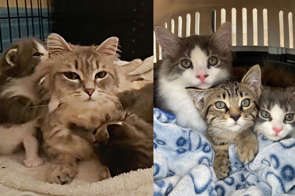 Stray Cat is So Ready to Be Indoors, She Has Kittens a Few Days After She's Brought Inside
