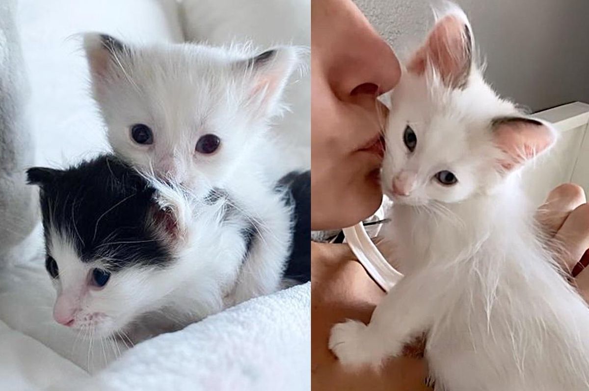 Cat Brought Kittens to a Balcony Seeking Help, The 2 Littles Haven't Left Each Other's Side Since