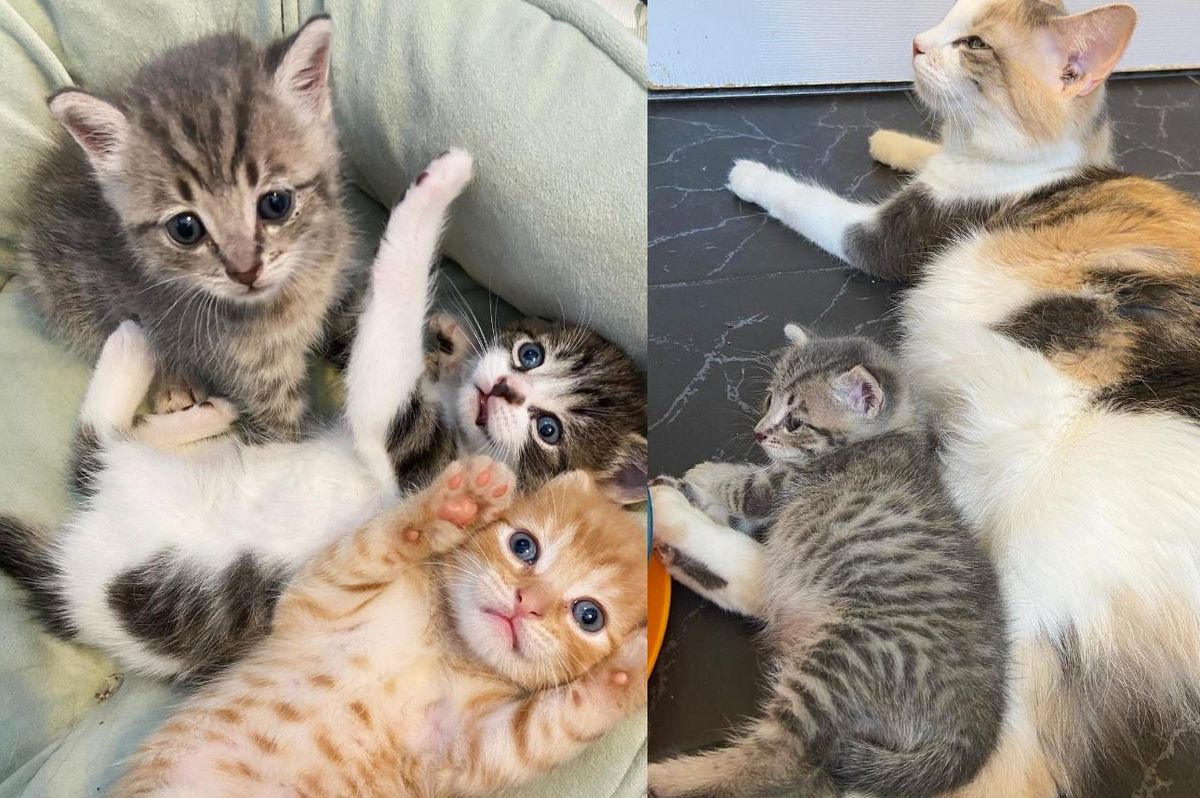 Kitten Spotted Underneath Homeowner's Deck, is Welcomed in By a Cat and Raised as Her Own