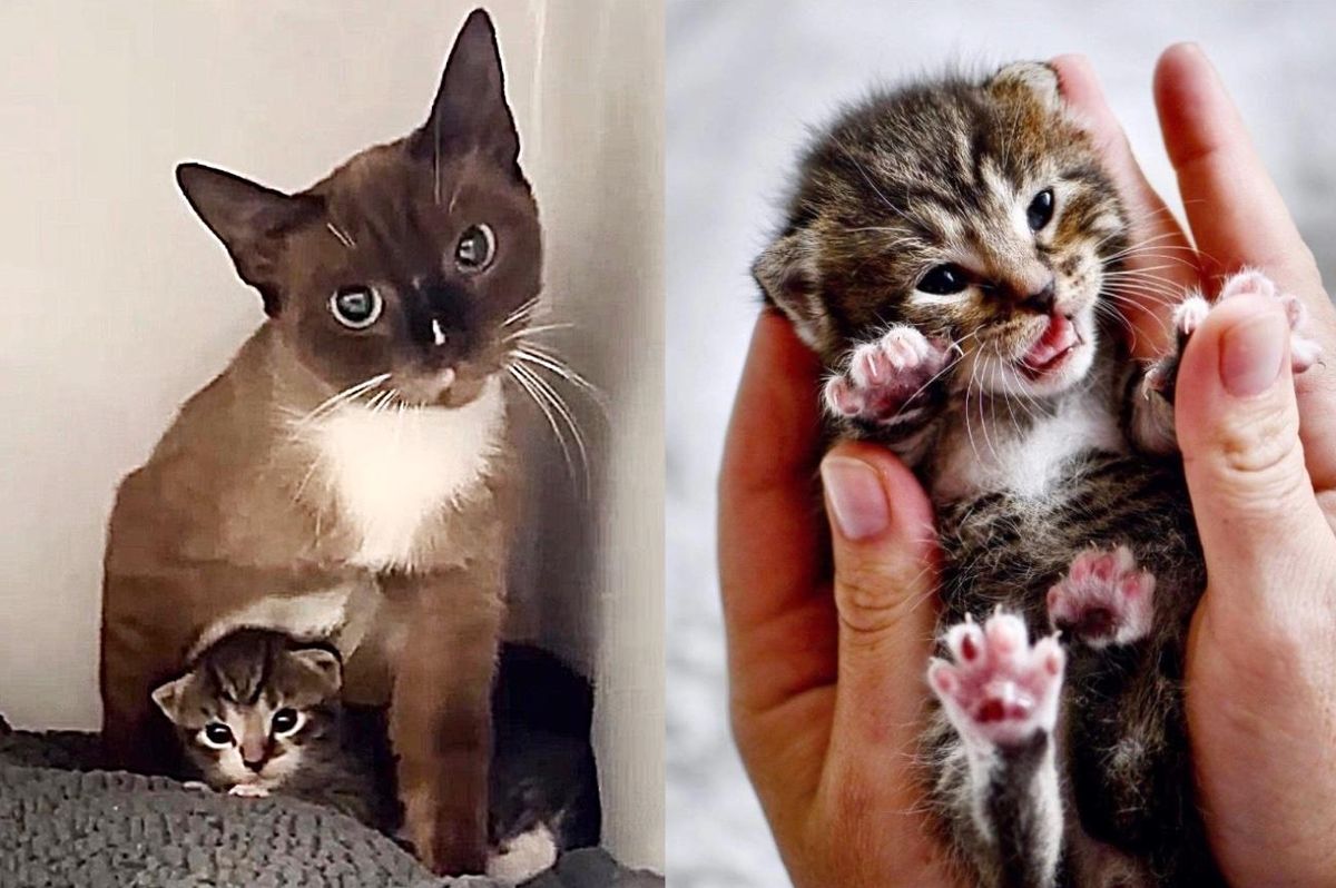 Cat Has Been Living Outside for So Long, is Indoors with Her Kittens for the First Time