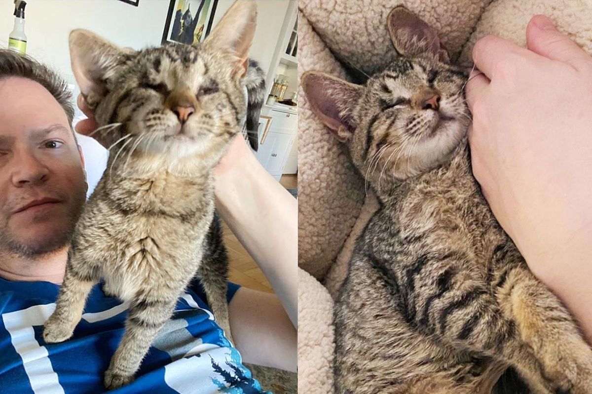 Blind Kitten Becomes Completely Affectionate Overnight After Man Took Her in